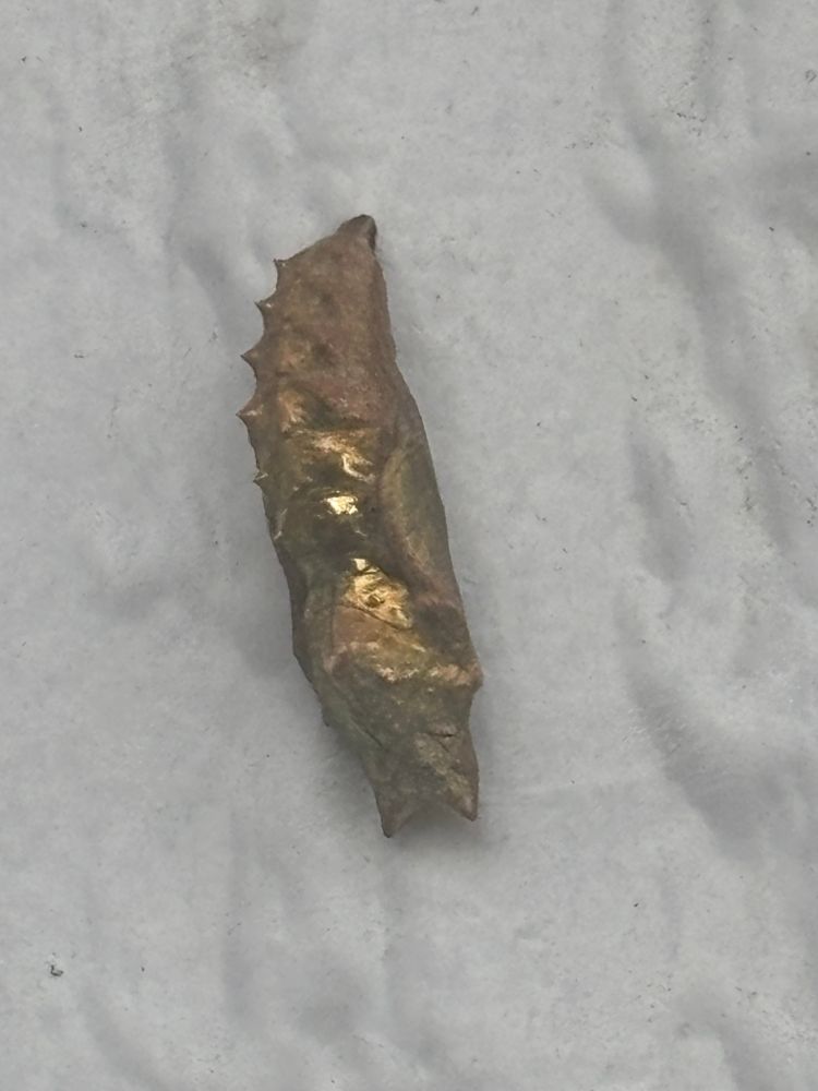 A metallic gold chrysalis for an unknown insect glittering like a jewel 
