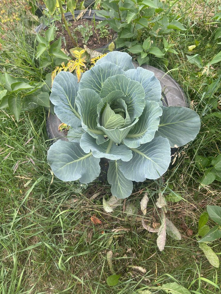 A large blue cabbage growing in a tire planter because I am as talented as I am thrifty