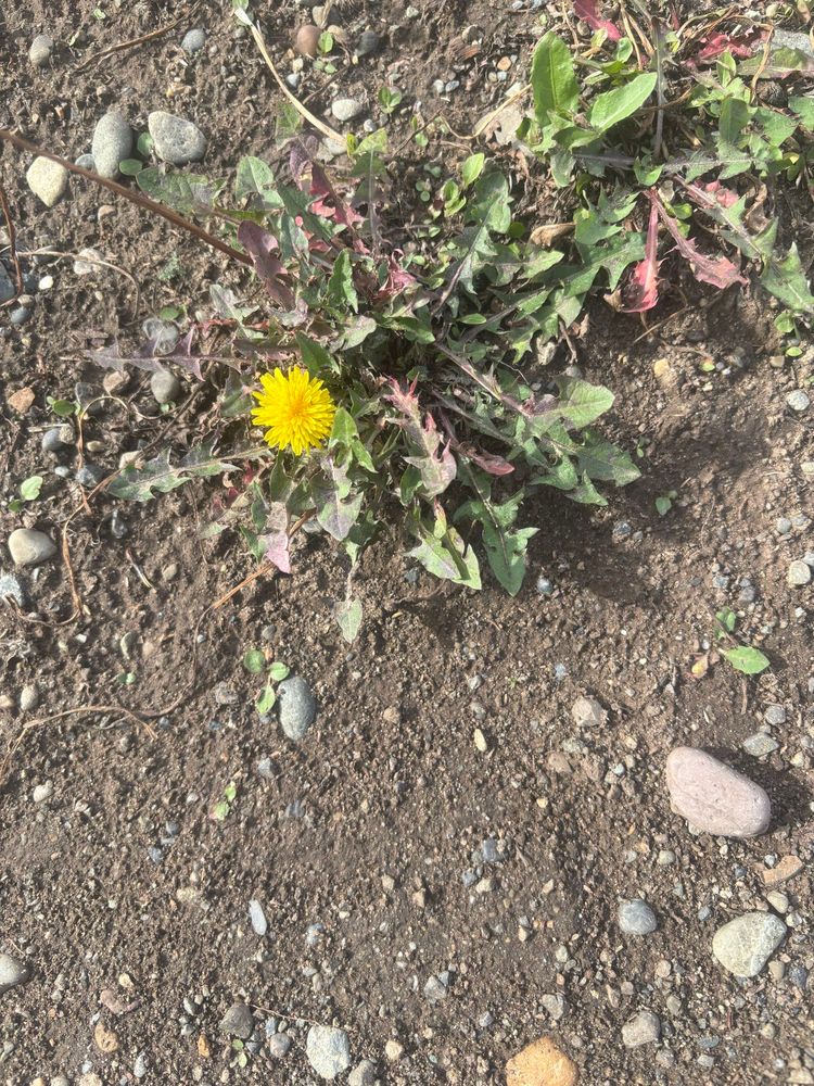 Almost all dandelions in Yukon were brought from Europe, but we do have one native species: this little guy, identifiable by the small blossom and narrower, longer leaves