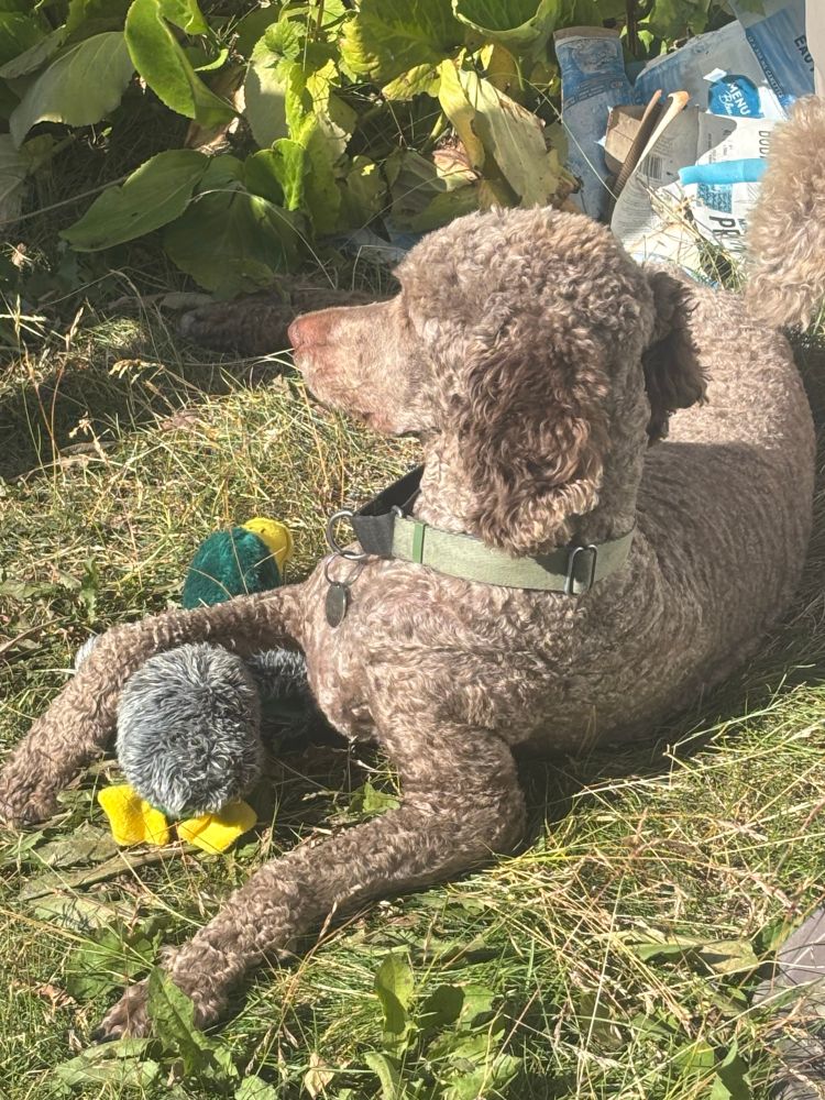 Audrey, a red poodle, lays in the sun watching Tedford, craddling her stuffed duck in her paws