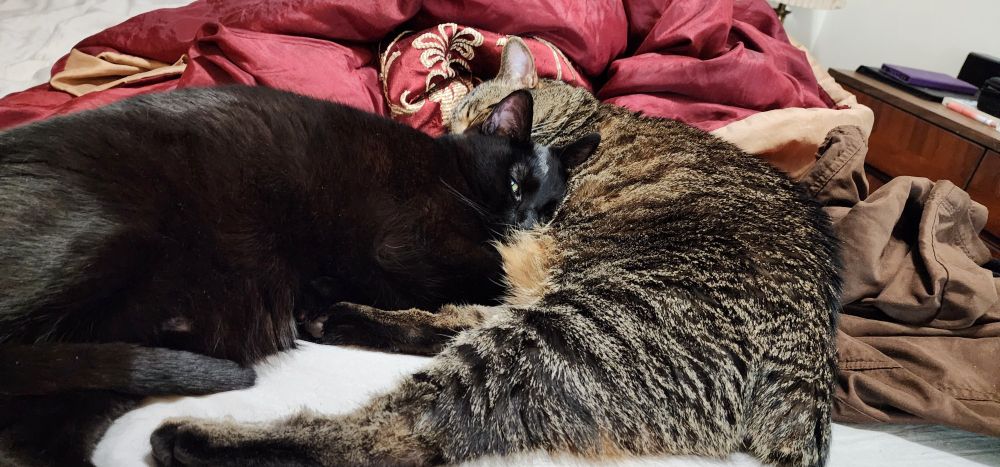 my cats, one tabby, one black, sleeping