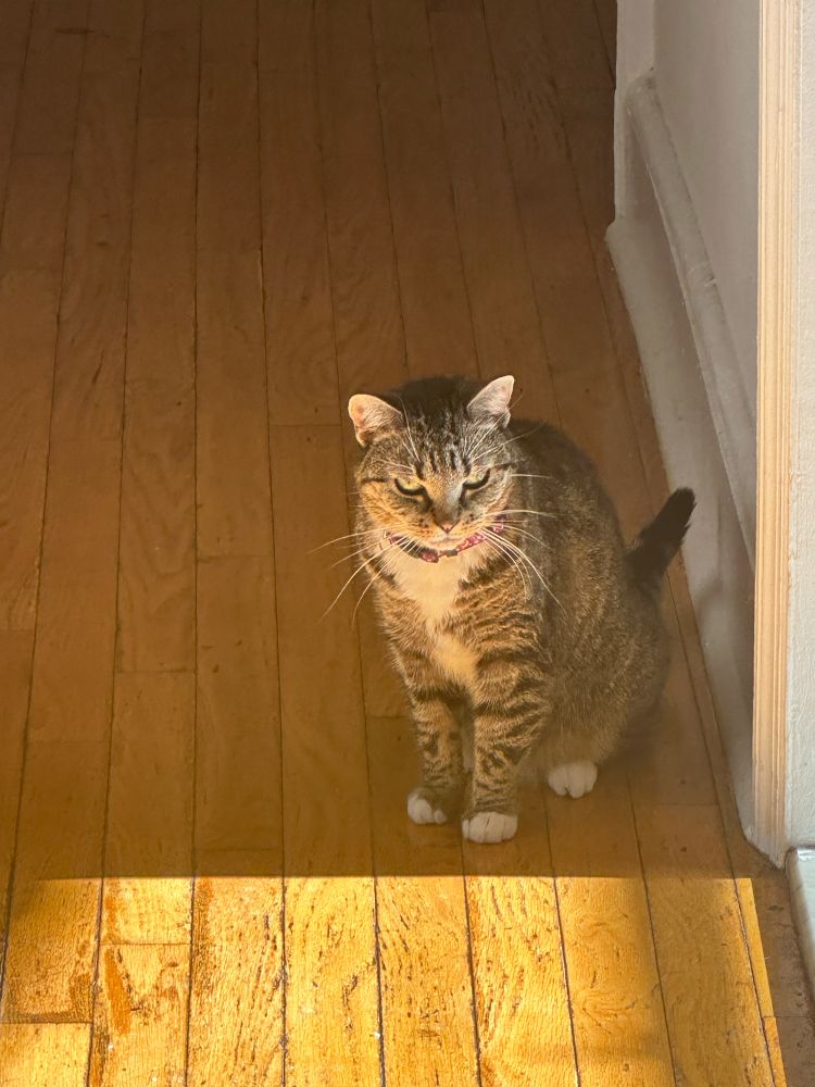 Tabby cat with a frown on her face