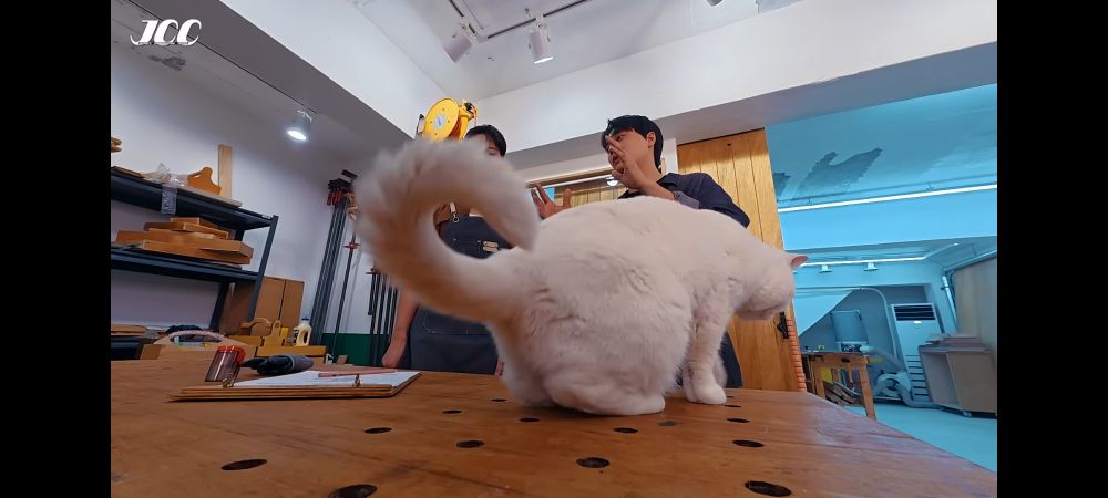 テーブルの上にこちらに背を向けて白猫が乗っている