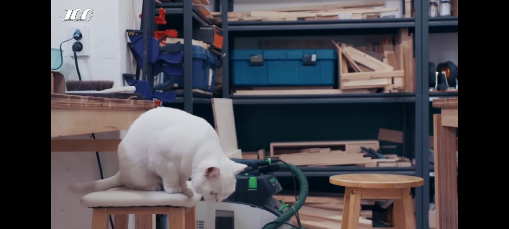 椅子の上に乗った白猫が、床に降りようと下をのぞき込んでいる