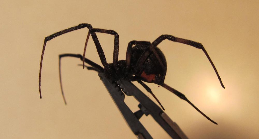 Latrodectus hesperus, one of several species of spider commonly referred to as 