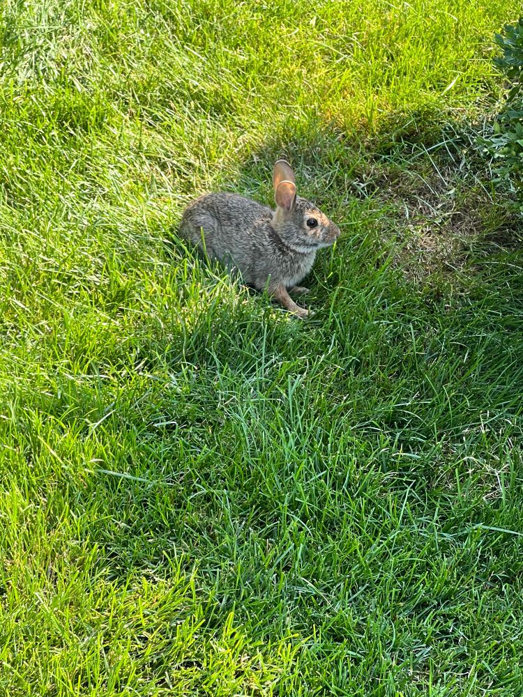 Bunny 