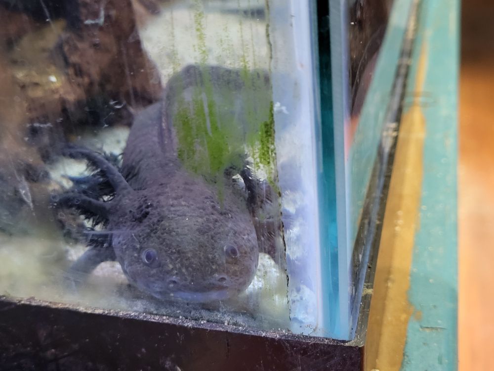 Axolotl 
