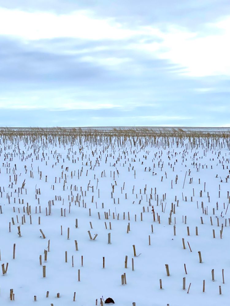 Looking across a prairie field of cropped short wheat stalks spaced in lines standing tall and golden.   The stalks stand out against the first snowfall white on the ground creating a solid golden field as the eye travels into the distant horizon line and meets the sky and clouds.  