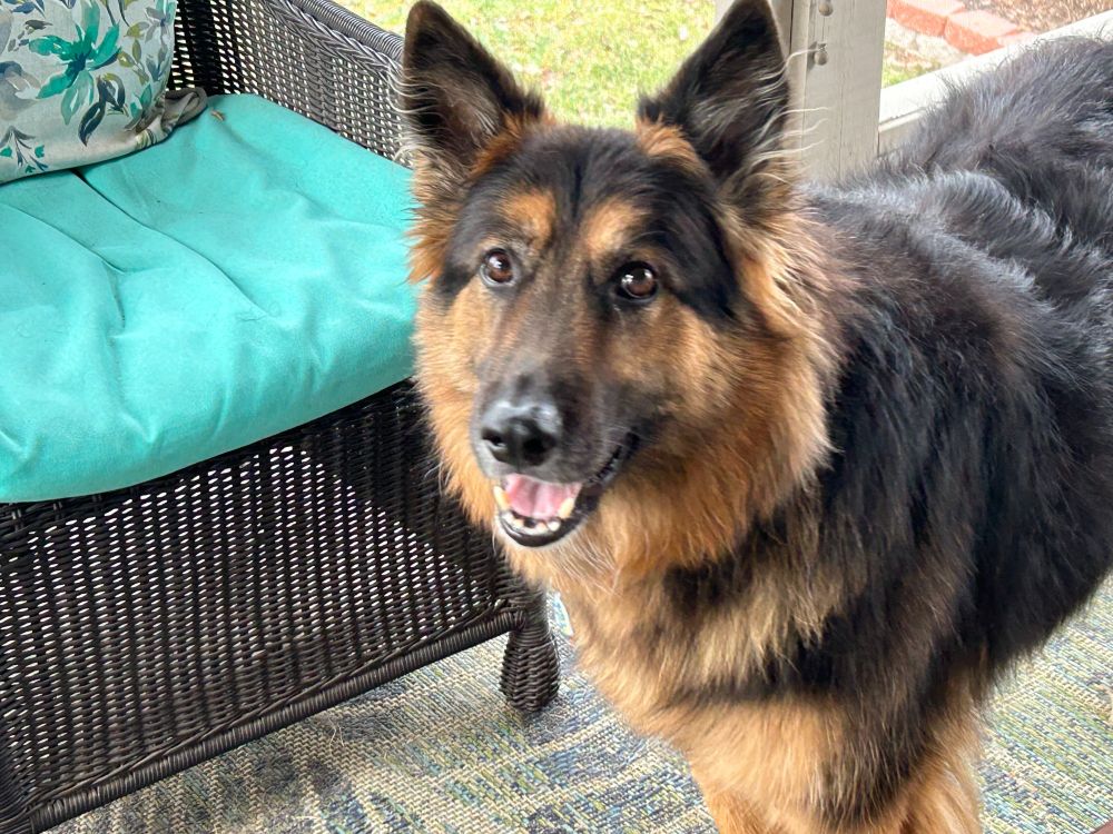 Kaiser the German Shepherd in his favorite place, the family's sun porch.