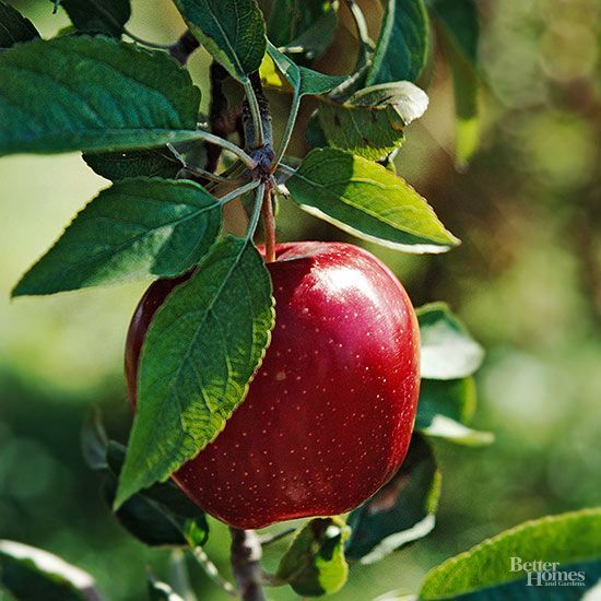An apple on a tree with several leaves around it. The leaf is pointed and long similar to the ones in the previous photos, but the edge is more scalloped than serrated, and the base of the leaf is rounder.