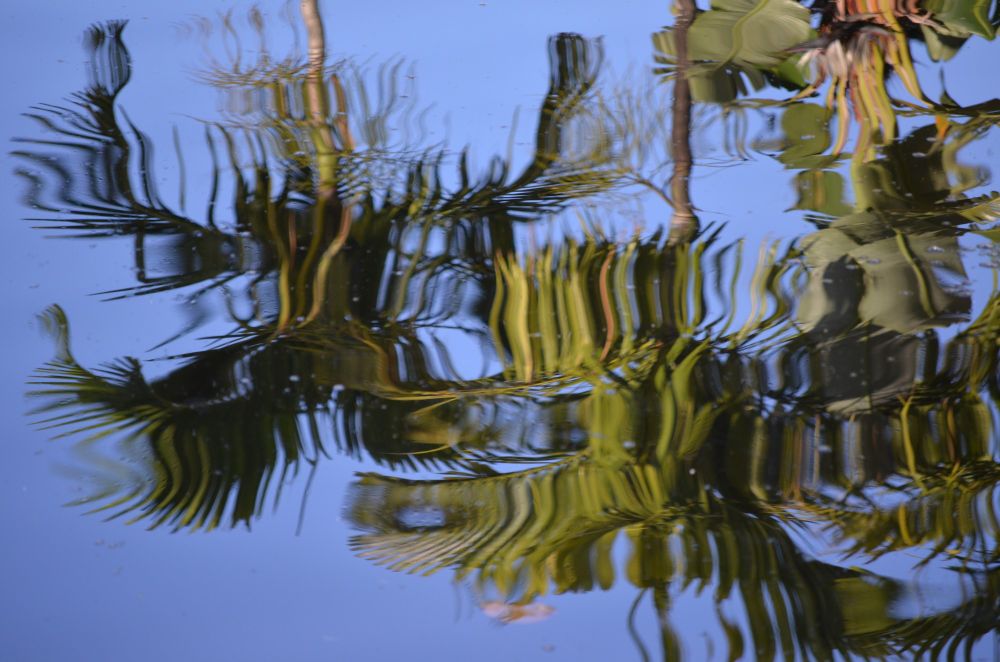 Upside down palm trees reflected in water