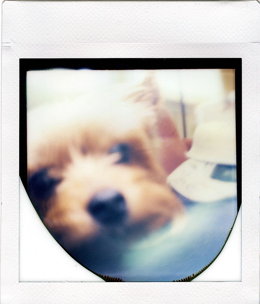 blurry close up instant photo of a small dog's face
