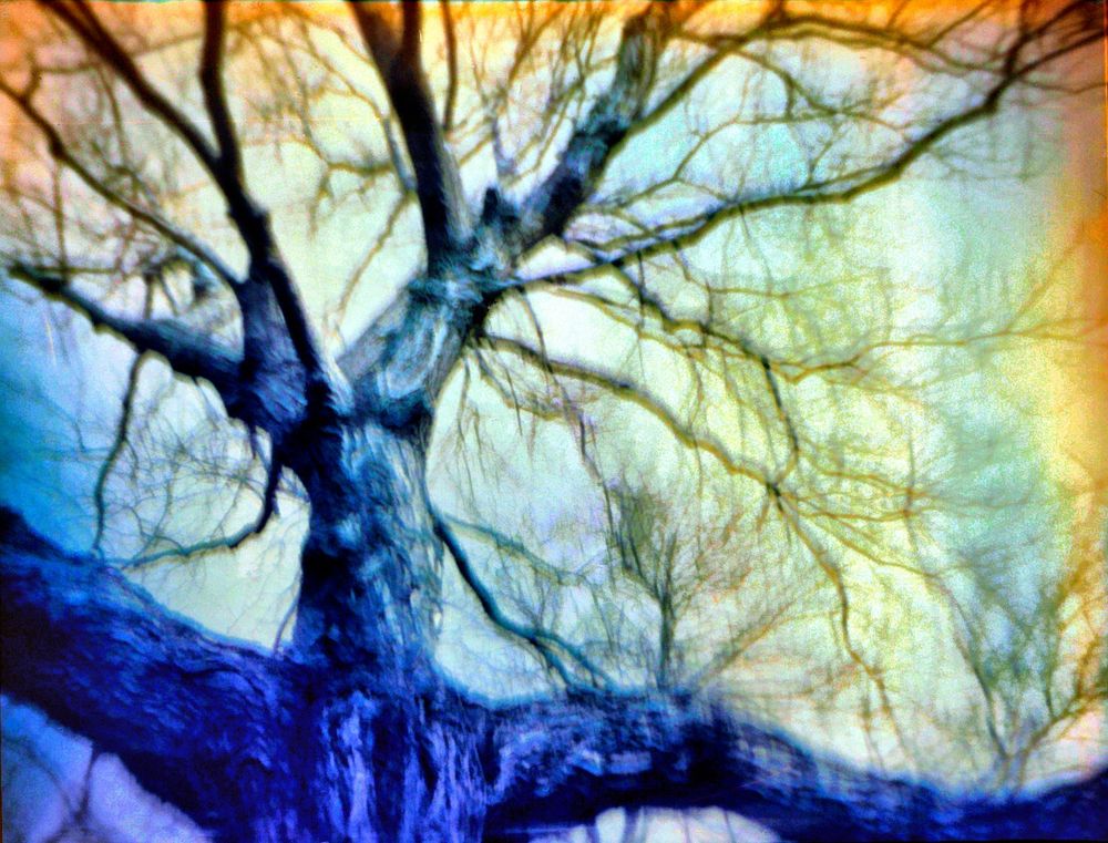 Colorful image of a tree. Made with a Kodak Baby Brownie camera, all day exposure