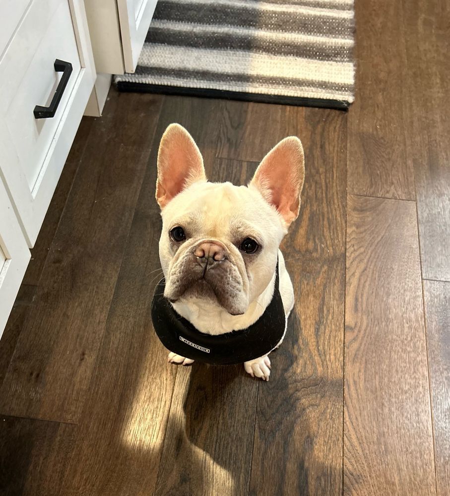 A white French bulldog. 