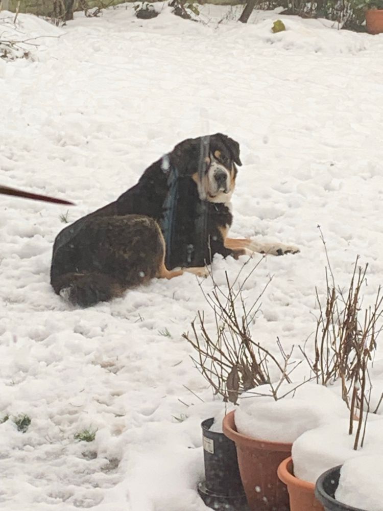 Tibetan mastiff cross lying in the snow. 