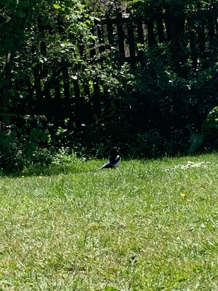 Distant image of magpie on grass. 