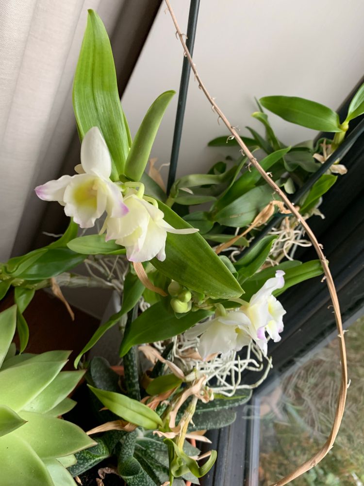 Cream coloured orchid flowers with tinges of green in the centre and pink at the petal tips. Lots of tangled air roots. 