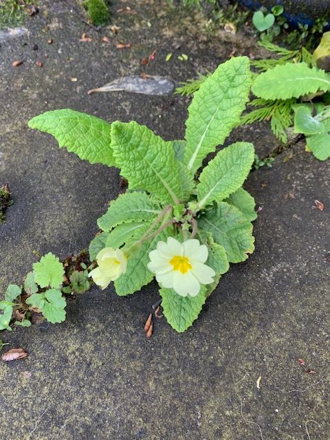 Primrose plant with one yellow flower and two flower buds, growing from a pavement crack.