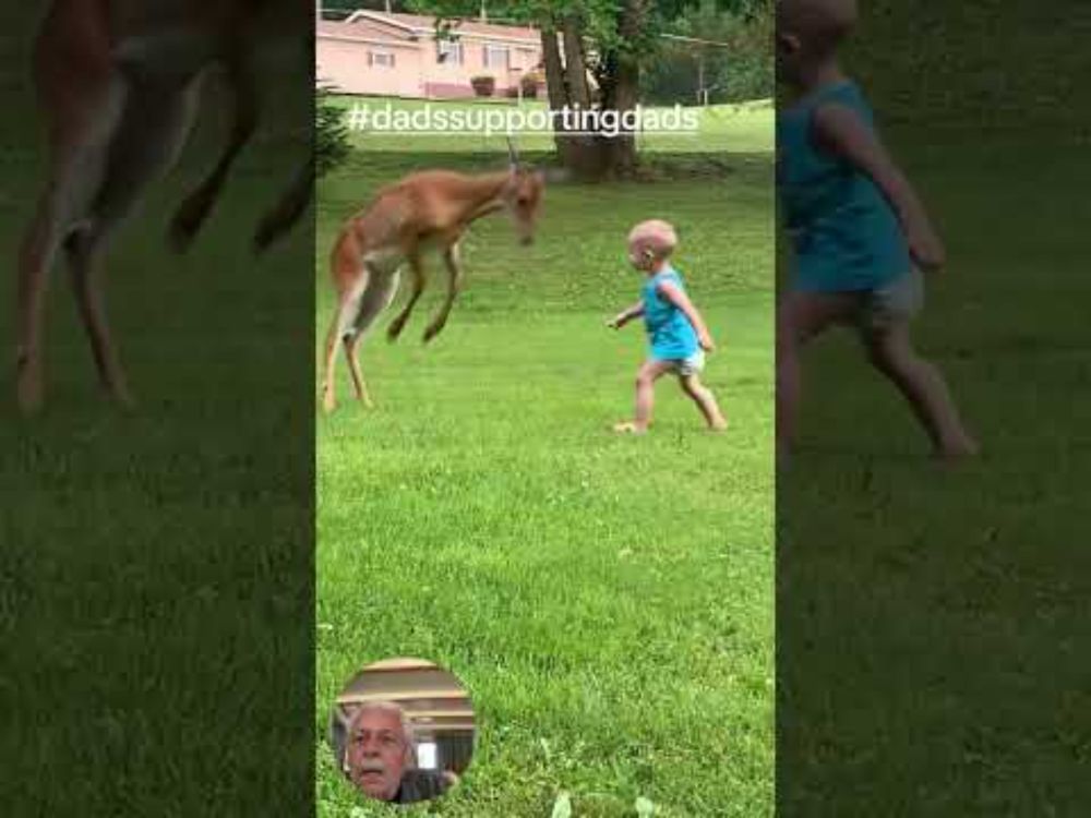 Toddler Meets Young Deer