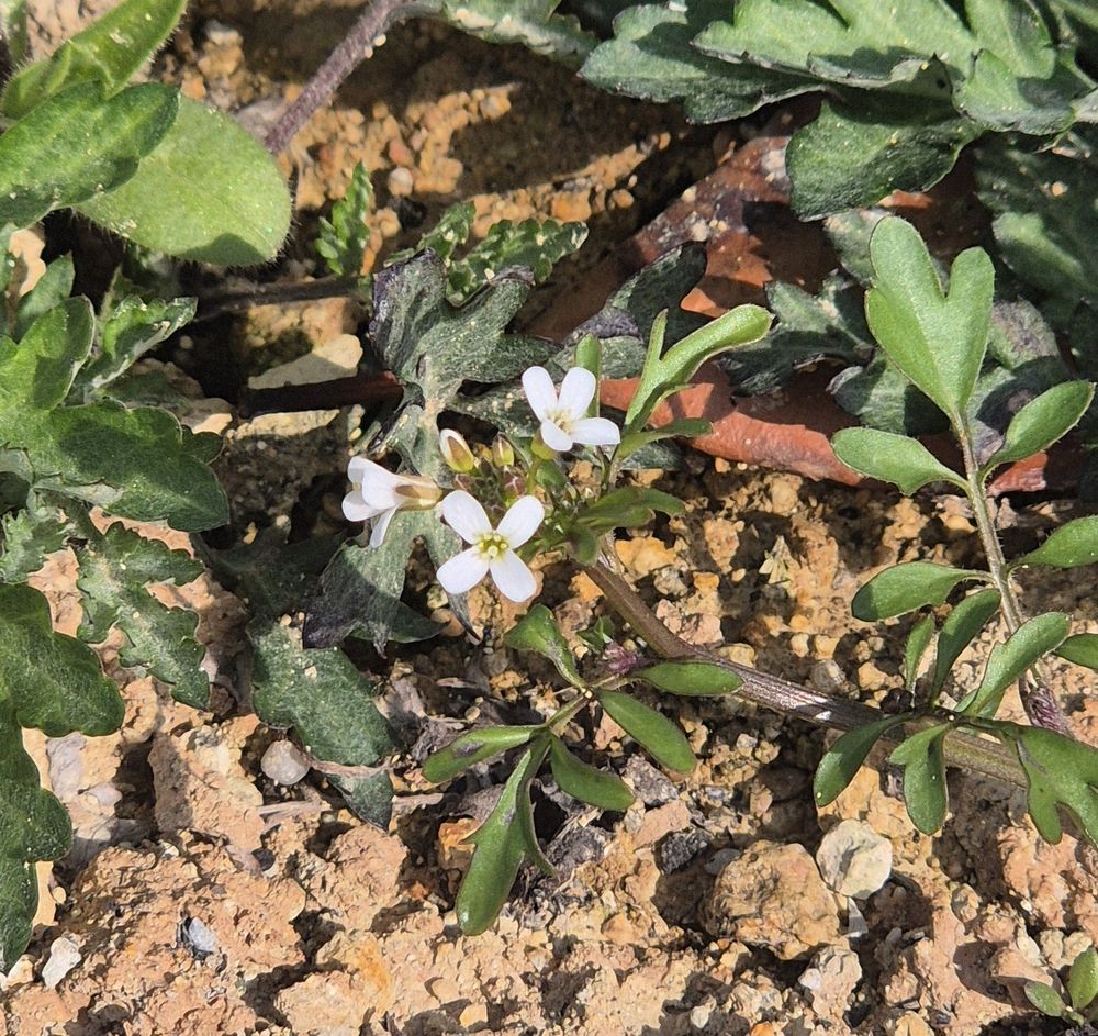 이름을 모르는 들꽃. 새하얗고 길쭉한 모양 꽃잎 네 장과 연둣빛 꽃술로 이루어져있다.