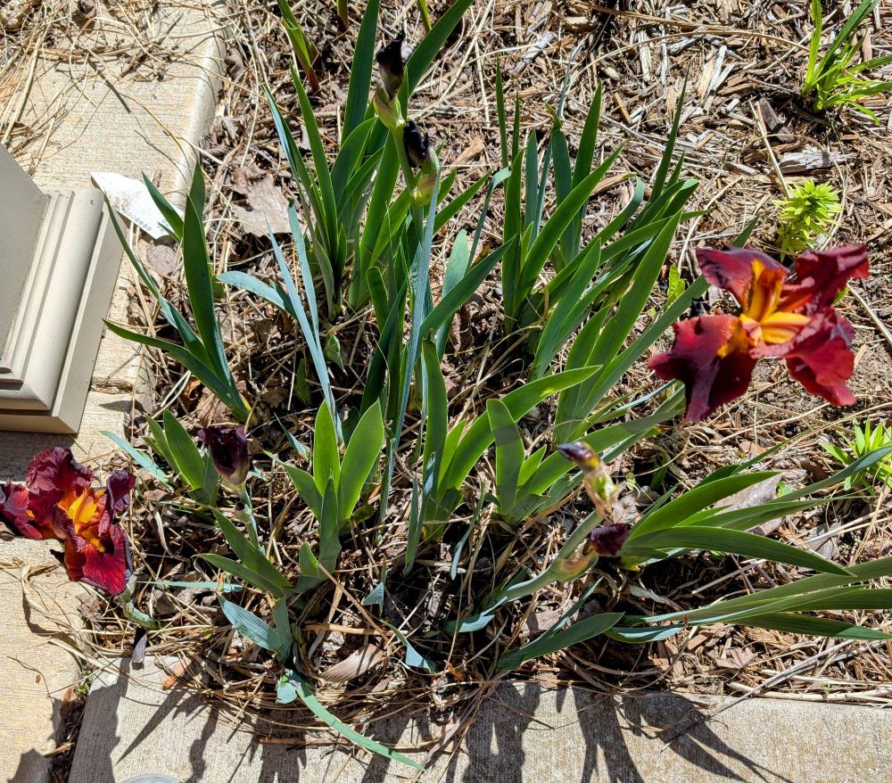 Two bearded iris blooms that have deep maroon on the outer petals fading to a medium red with yellow centers in the blooms. 