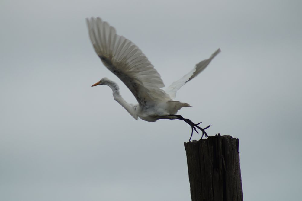 Great White Heron ready to take flight. Taken at Chincoteague Wildlife Refuge