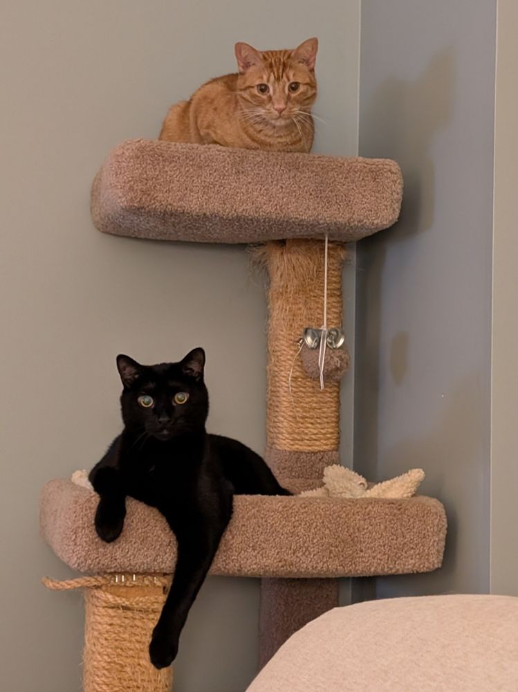 Two housecats on a cat tree, orange cat in the top deck, black cat on the lower. 