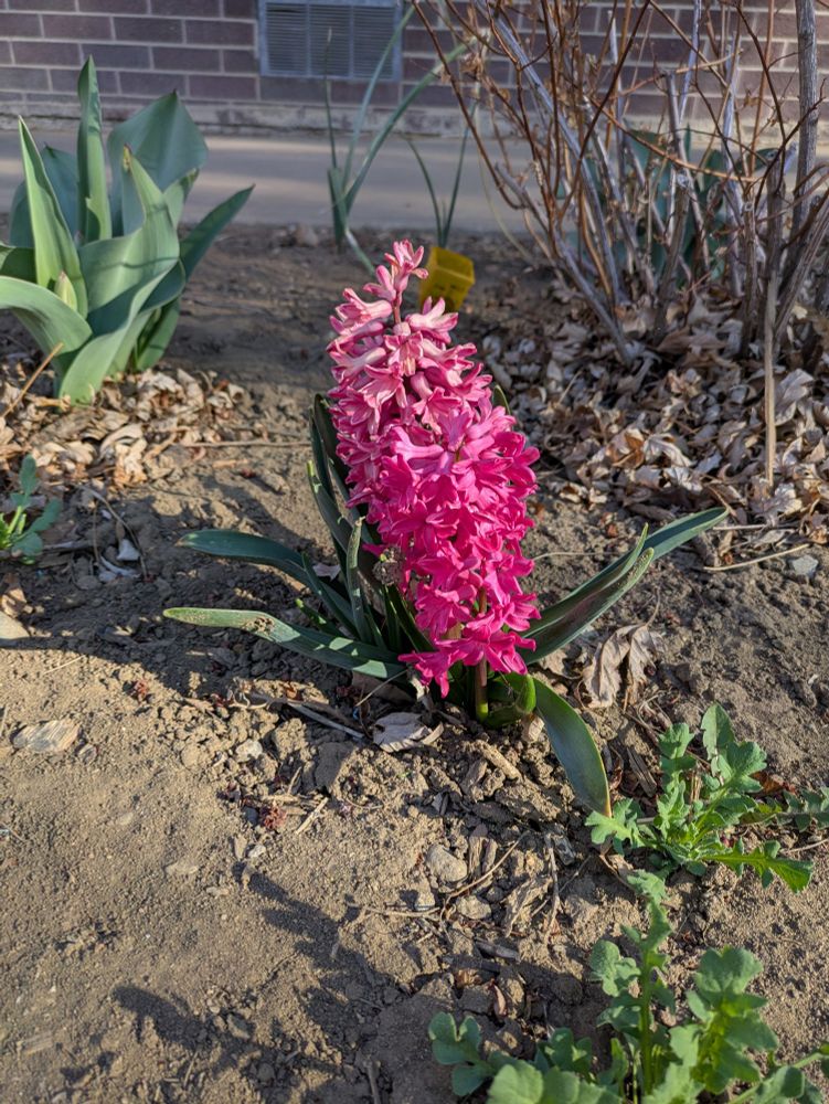 A bright magenta hyacinth in bloom.