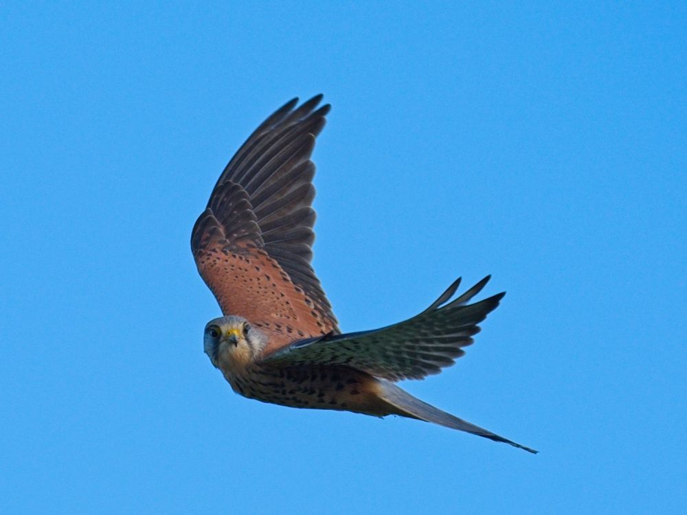 A common kestrel hovering in flight, wings spread, flying left and looking towards the camera, against a flat blue background.