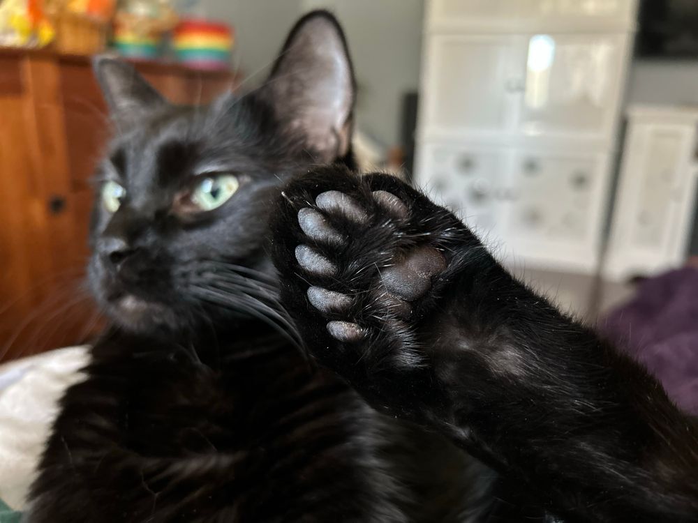 A black cat has his back foot up, showing all his toe beans, 6 in total. Cats typically have 4, he is polydactyl. 