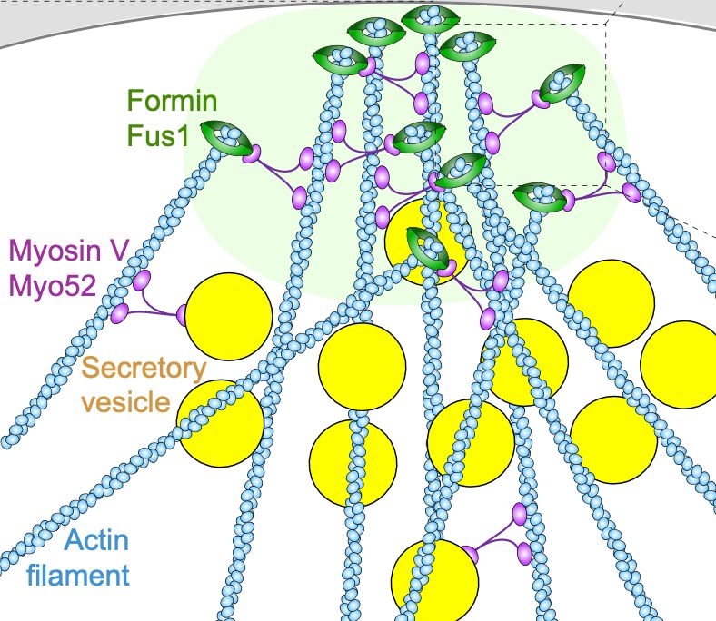 Schematics of the actin fusion focus