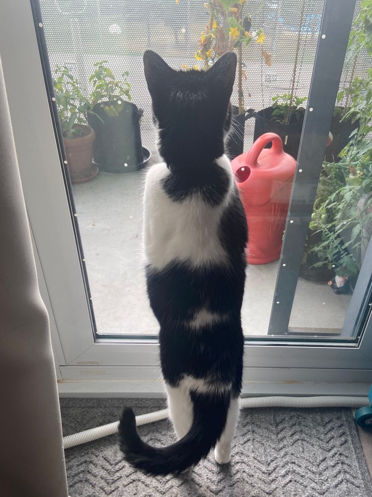 Photo from behind of a black-and-white cat standing on her hind legs with her front paws on the patio door, looking outside at the many plants and red plastic watering can. Her tail is in a happy curl.