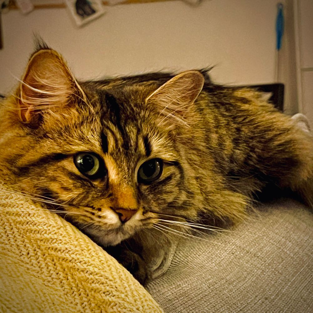 my cat jolene sitting all comfy with her little ear tufts sticking up and her eyes illuminated by a soft fairy light display