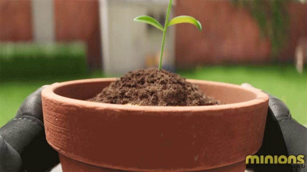 a person is holding a potted plant with the word minions written on the bottom