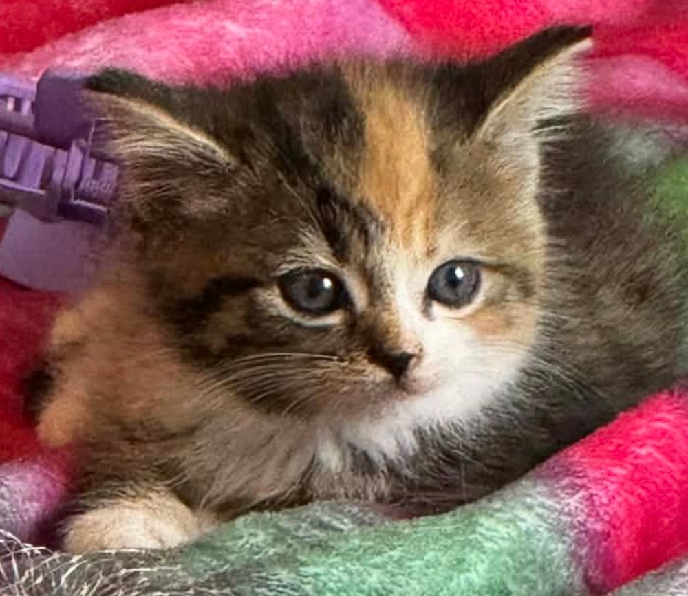 A calico kitten lays on a brightly colored blanket with a light purple hair claw behind it. The kitten has a stripe of orange fur on its forehead, and is largely brown, with spots of white and black and occasional orange fur. The kitten has blue eyes and has a very unimpressed expression upon its face.