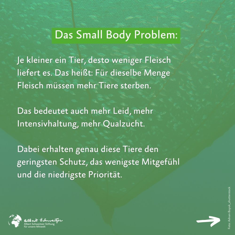 Bild: Fischfangnetz mit Fischen (im Hintergrund) mit grünem halbtransparenten Overlay davor
Text: Das Small Body Problem: Je kleiner ein Tier, desto weniger Fleisch liefert es. Das heißt: Für dieselbe Menge Fleisch müssen mehr Tiere sterben. Das bedeutet auch mehr Leid, mehr Intensivhaltung, mehr Qualzucht. Dabei erhalten genau diese Tiere den geringsten Schutz, das wenigste Mitgefühl und die niedrigste Priorität. 
