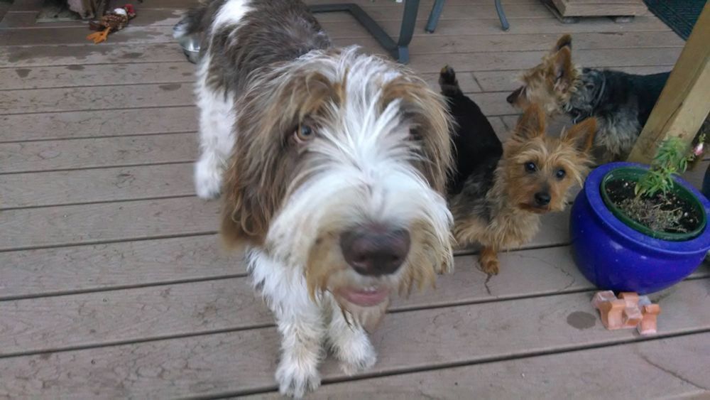 A brown and white Spinone Italiano named Lola