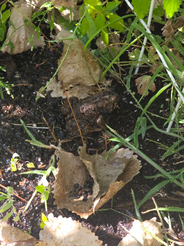 Medium sized Brown toad in the garden