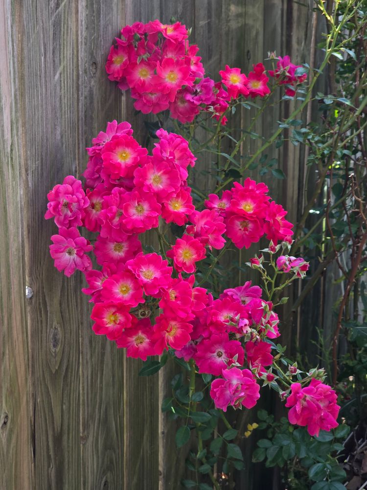 Rose of Sharon in bloom next to my fence. There are multiple pink flowers with white centers next to a slat wooden fence