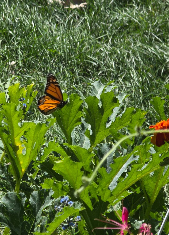 A monarch butterfly on a zucchini leaf with a bit of orange marigold and pink spider flower in the shot