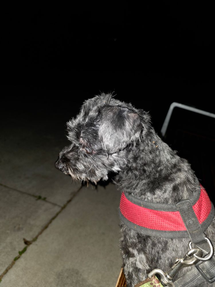Small black dog in a red harness sitting on a wooden bench next to a page path at night. I swear I cut his hair. Just not very well.