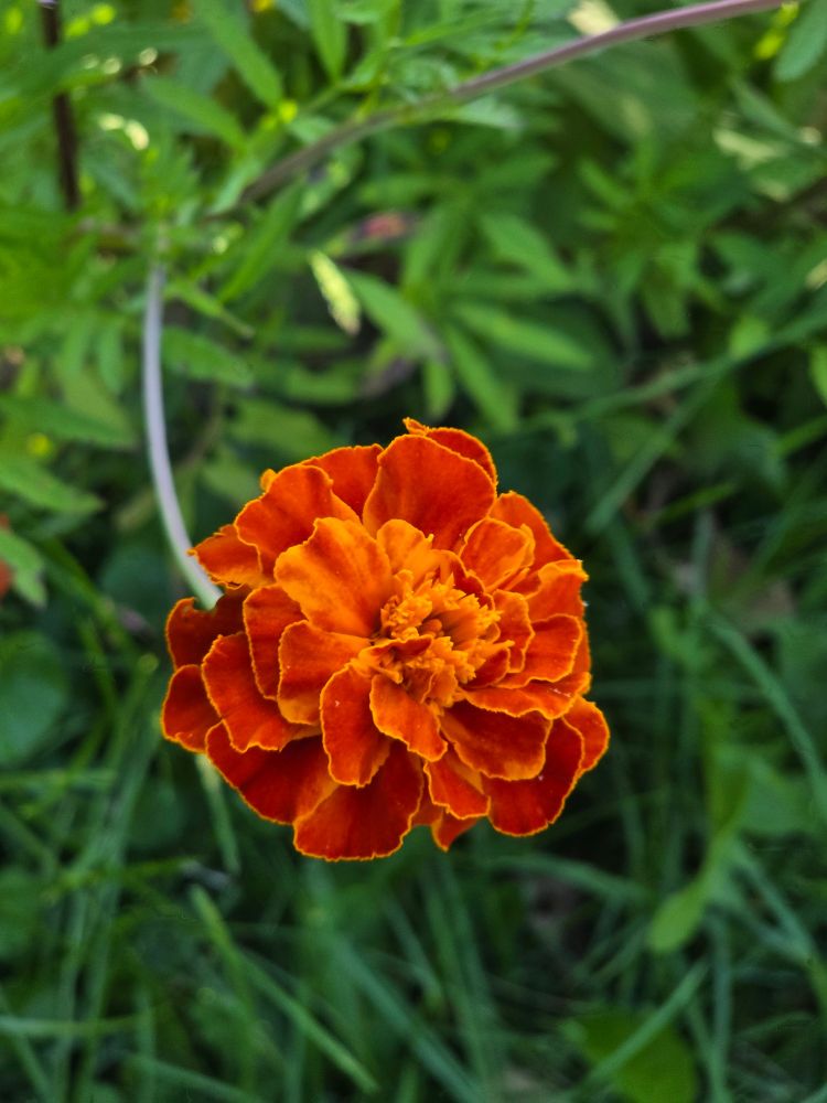 An orange and yellow marigold flower
