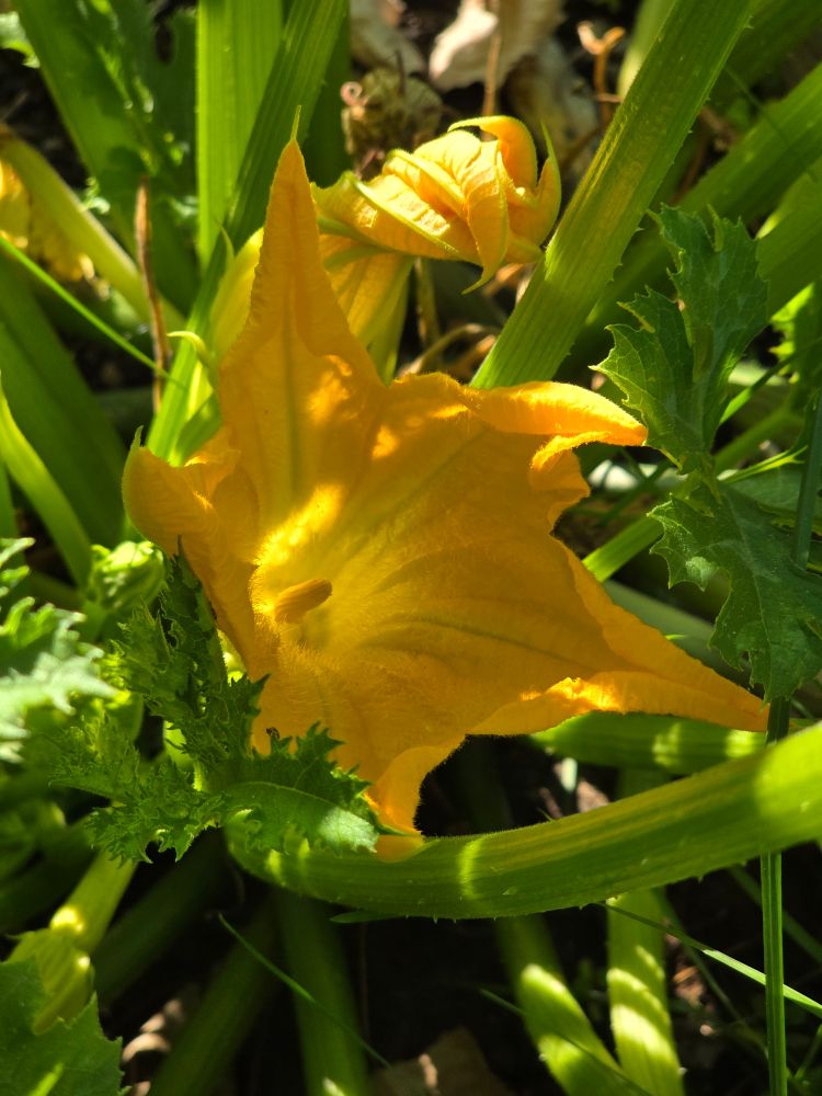 A bright yellow Squash Blossom from my garden