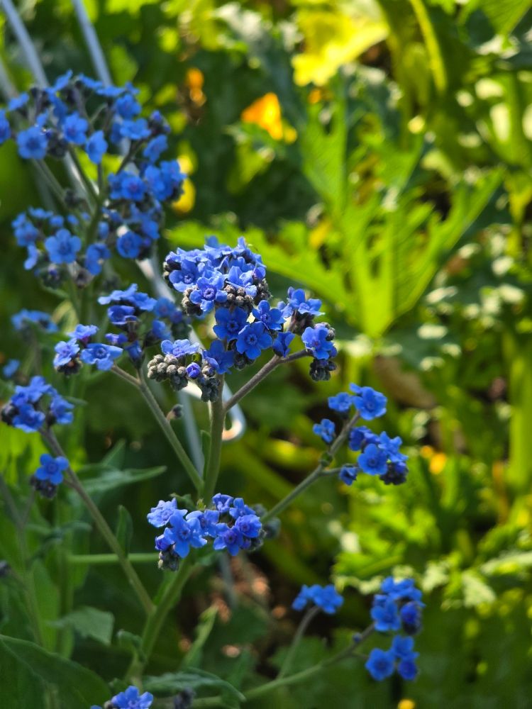 Tiny blue forget-me-nots blooming in my garden