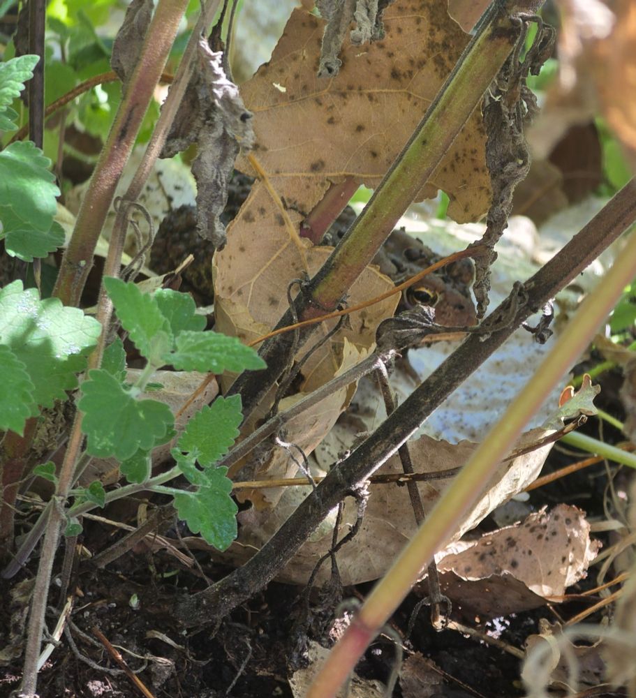 A toad through the stalks of some catnip