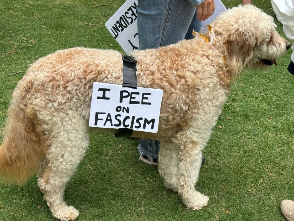 One of the many dogs at the Mayday protest in Asheville, NC
