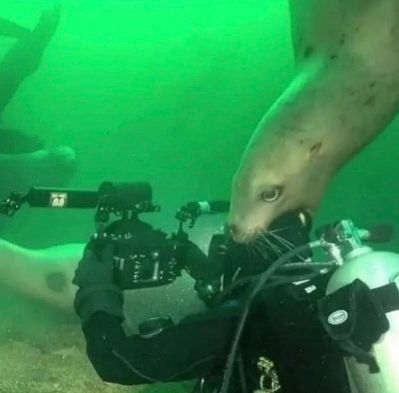 A photo of a diver recording video underwater and a large seal coming up from above and placing its head in its mouth. 

The seal is holding the diver's head in its mouth.