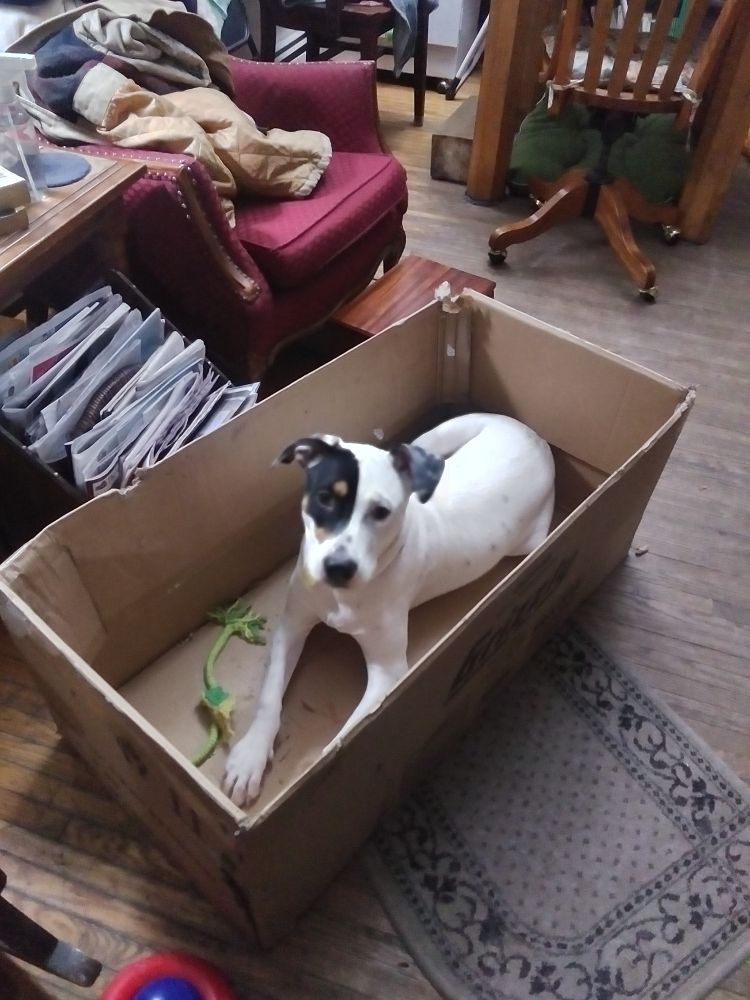 A mostly white dog with black spots sitting in a cardboard box looking cute