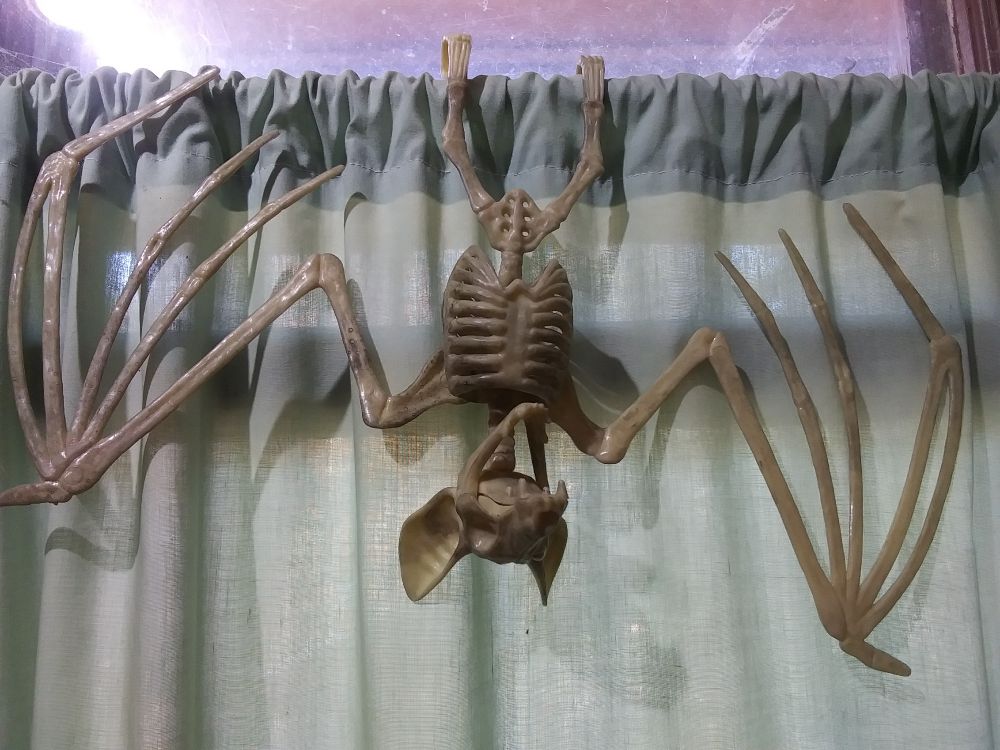 Plastic bat shaped skeleton hanging upside down from a curtain rod. The curtain is pale green. Some might notice the actual spider web in the corner of the window, but the reflection of the light makes it difficult to discern 