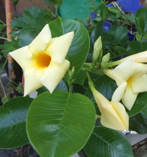 Yellow flowers, waxy ovoid green leaves. I bought them on discount and don't know what they are called, but they bloomed